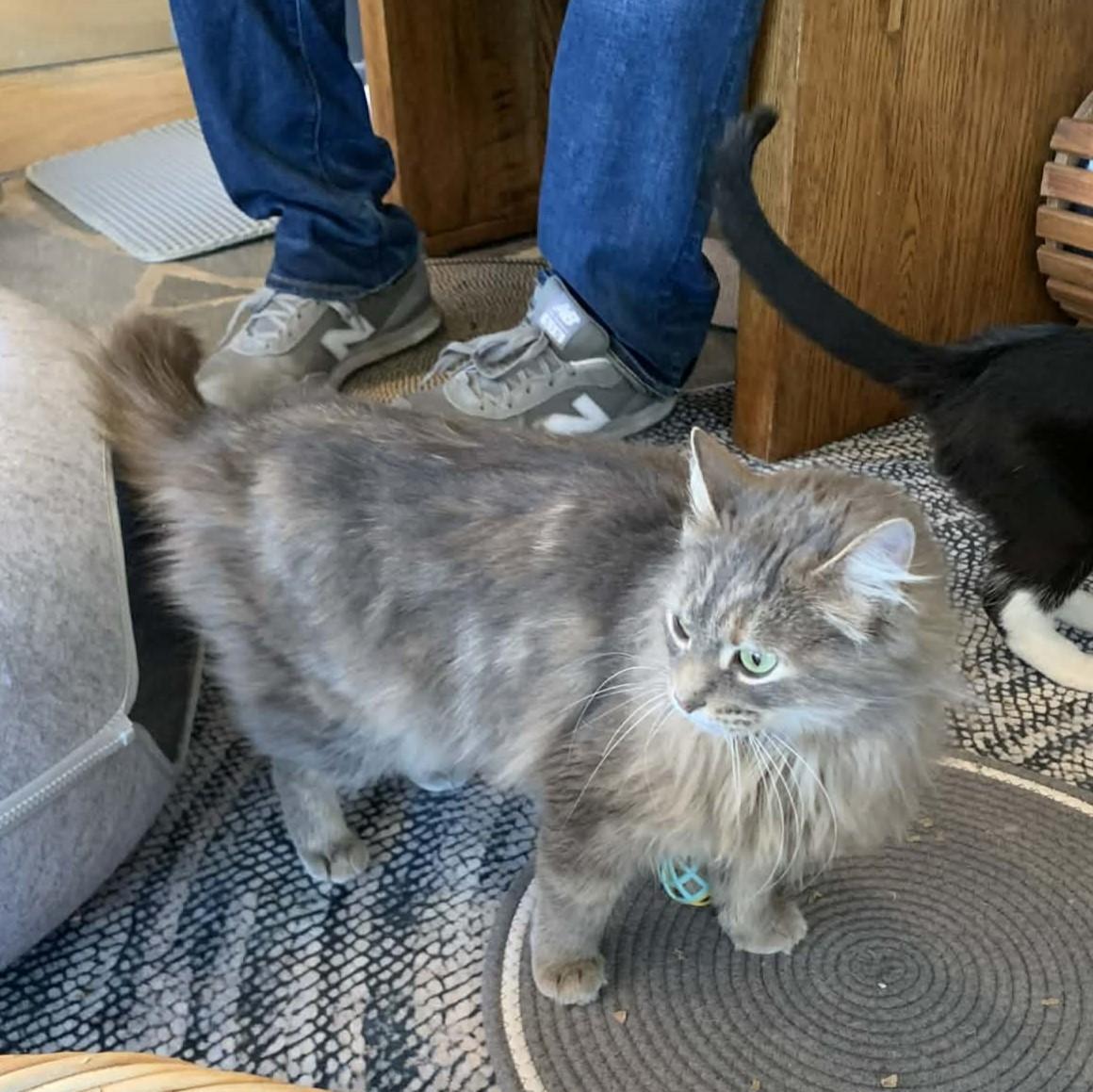 Enlarge Haze, an adopted mixed breed in Hawley, PA image 5/6