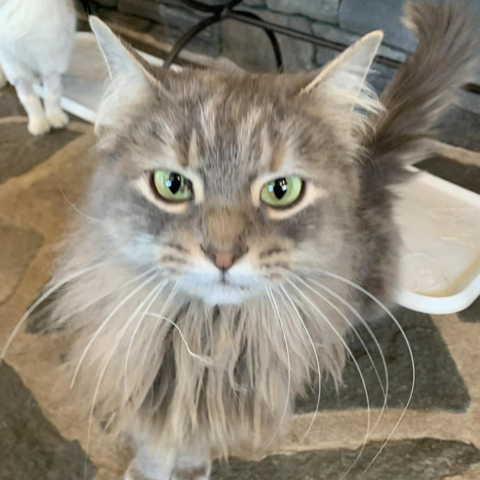 Enlarge Haze, an adopted mixed breed in Hawley, PA image 2/6