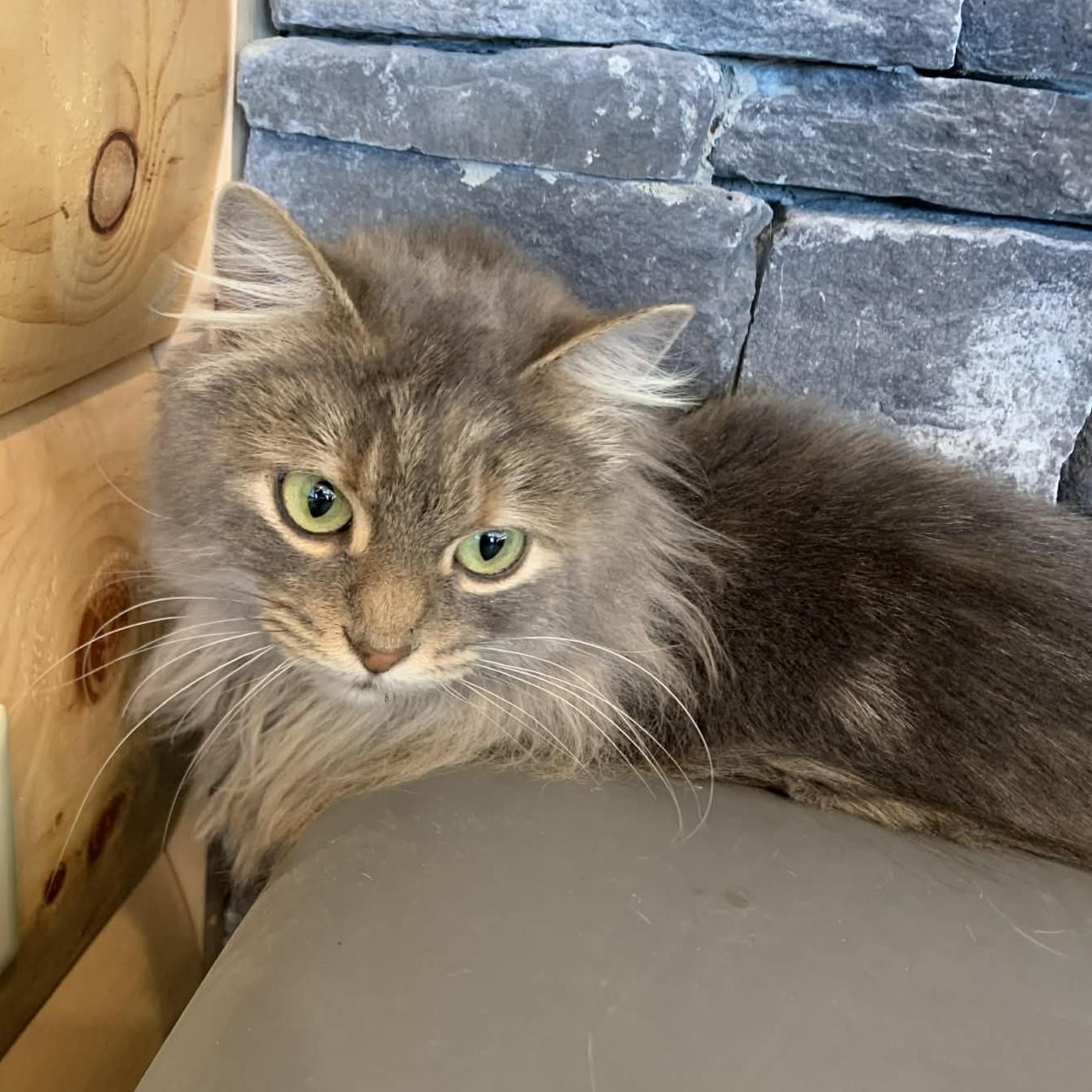 Enlarge Haze, an adopted mixed breed in Hawley, PA image 4/6