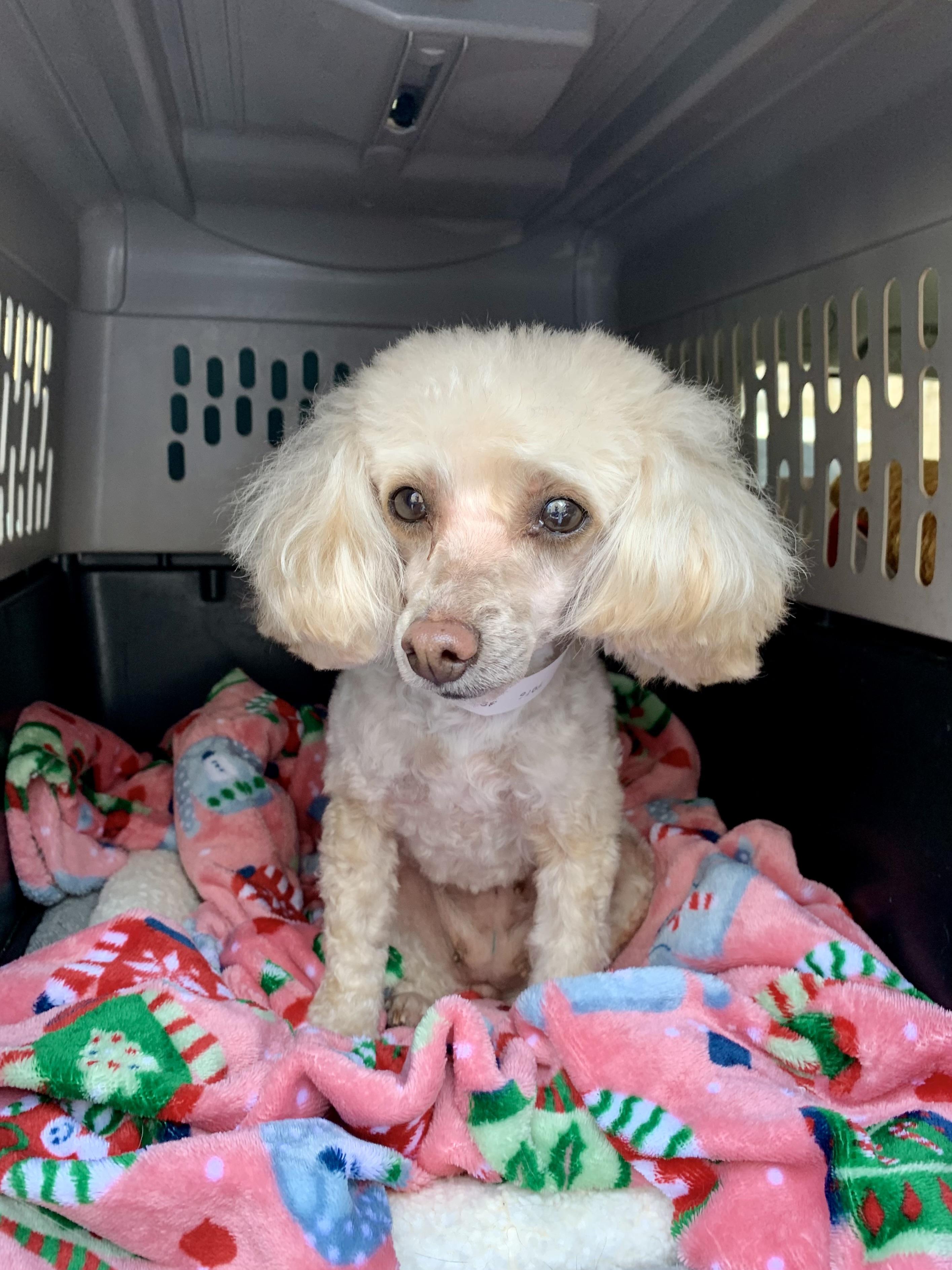 Enlarge Skyla , a ADOPTABLE Poodle (Toy) in Richmond, VA image 2/4