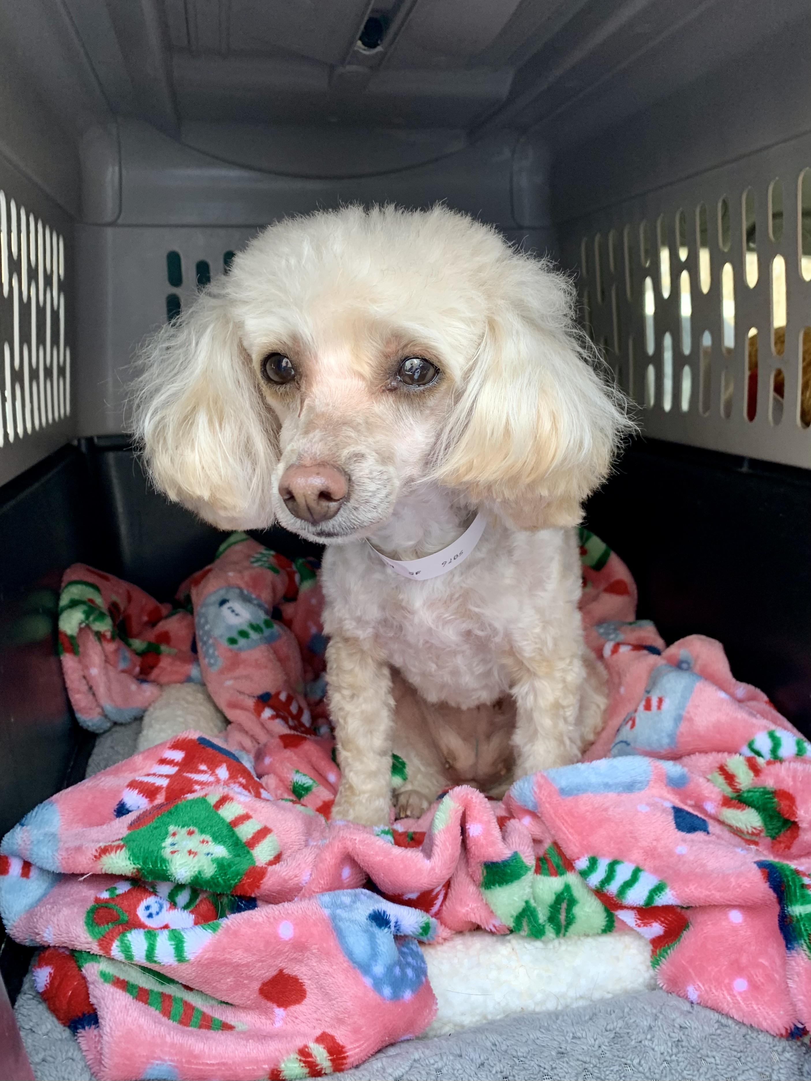 Enlarge Skyla , a ADOPTABLE Poodle (Toy) in Richmond, VA image 1/4