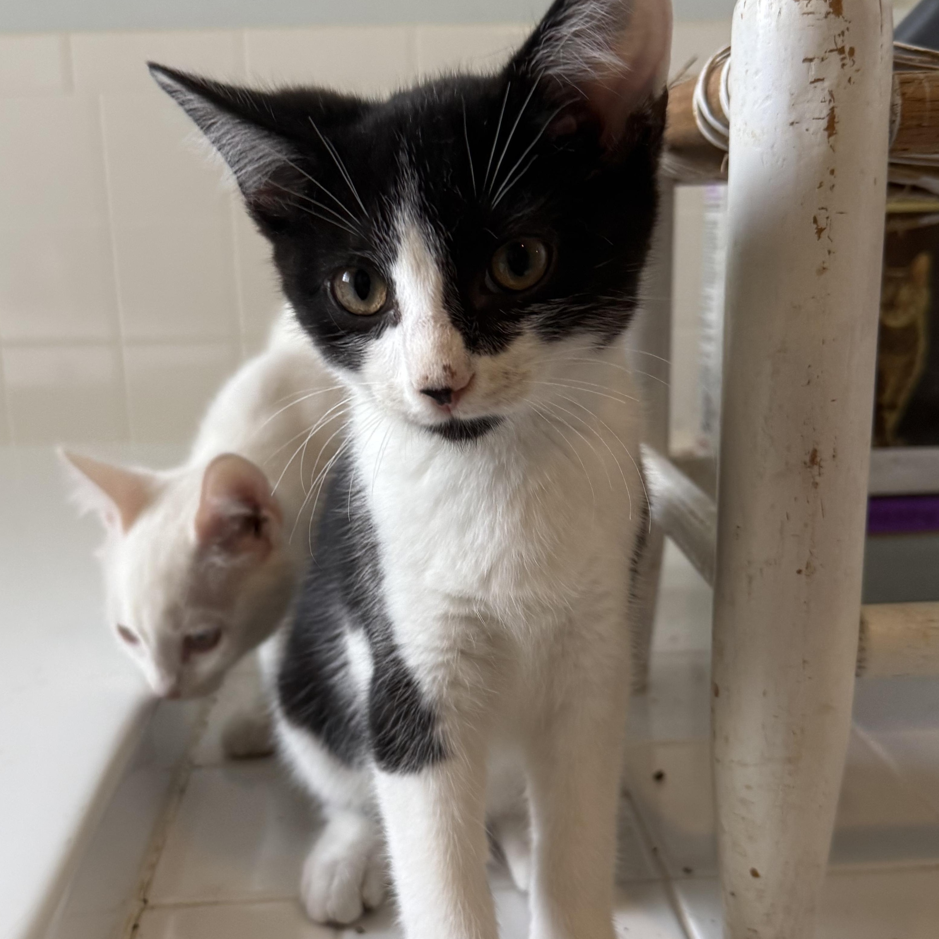 Enlarge Ramano, a ADOPTABLE Domestic Short Hair in Pittsboro, NC image 1/1