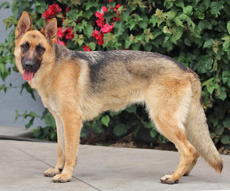 Enlarge Minnie von Meldorf, a Adoptable German Shepherd Dog in Los Angeles, CA image 6/6