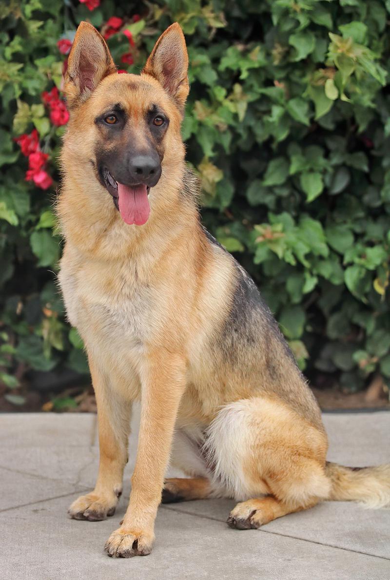 Enlarge Minnie von Meldorf, a Adoptable German Shepherd Dog in Los Angeles, CA image 4/6
