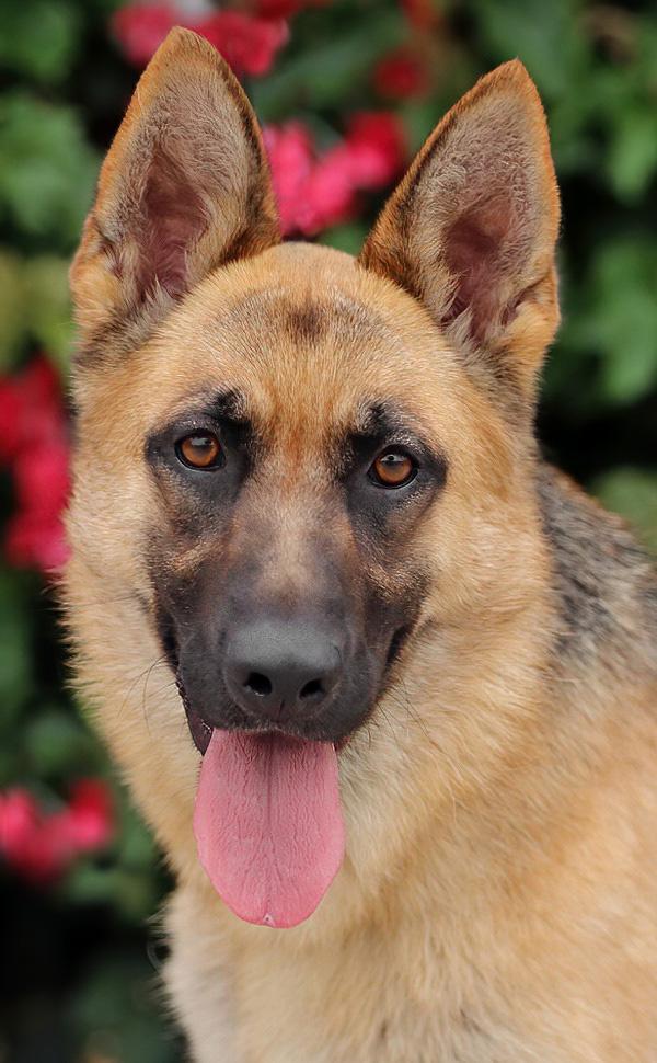 Minnie von Meldorf, Adoptable, Young Female German Shepherd Dog.
