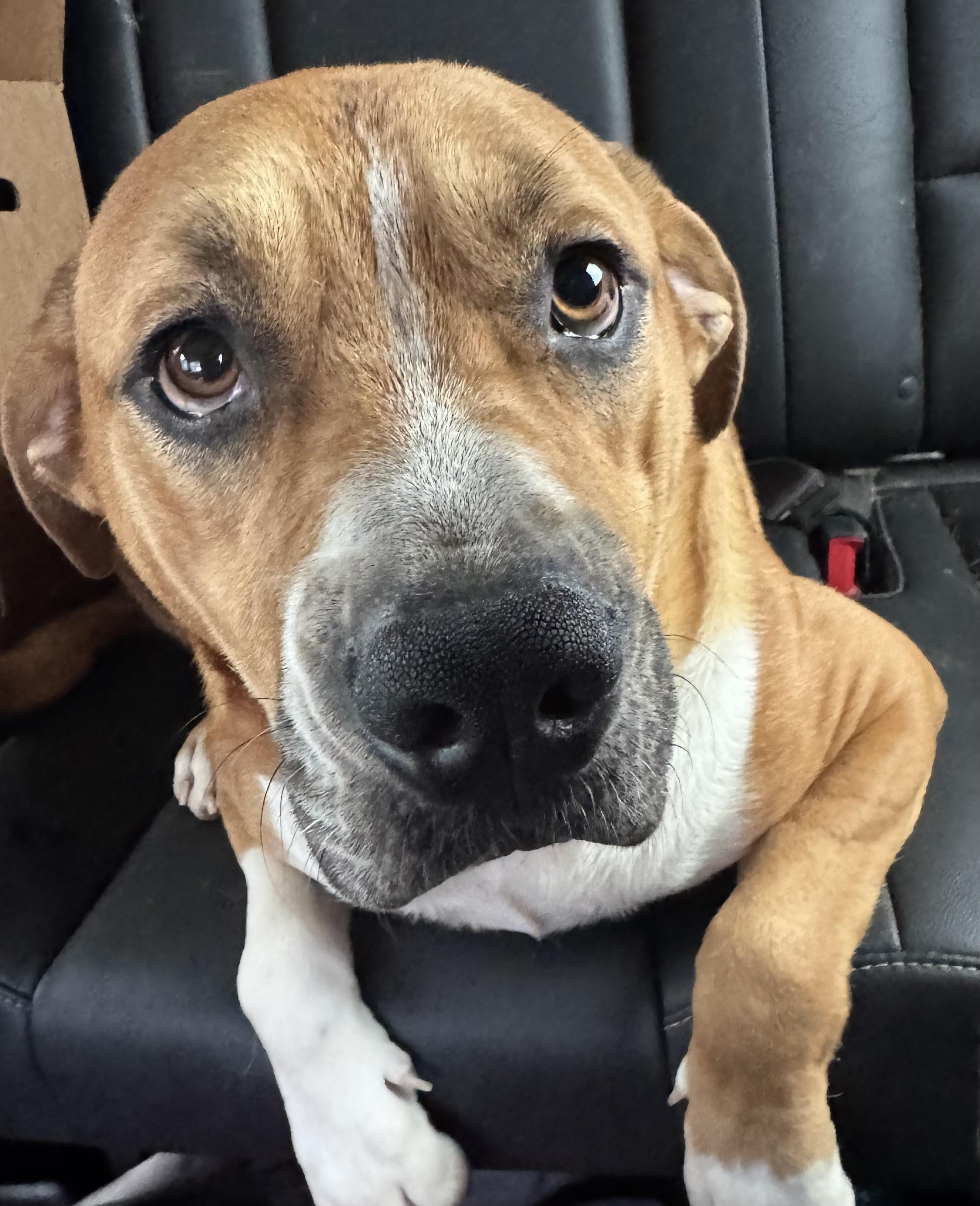 Enlarge Tommy, a Adoptable mixed breed in Charlotte, NC image 3/5