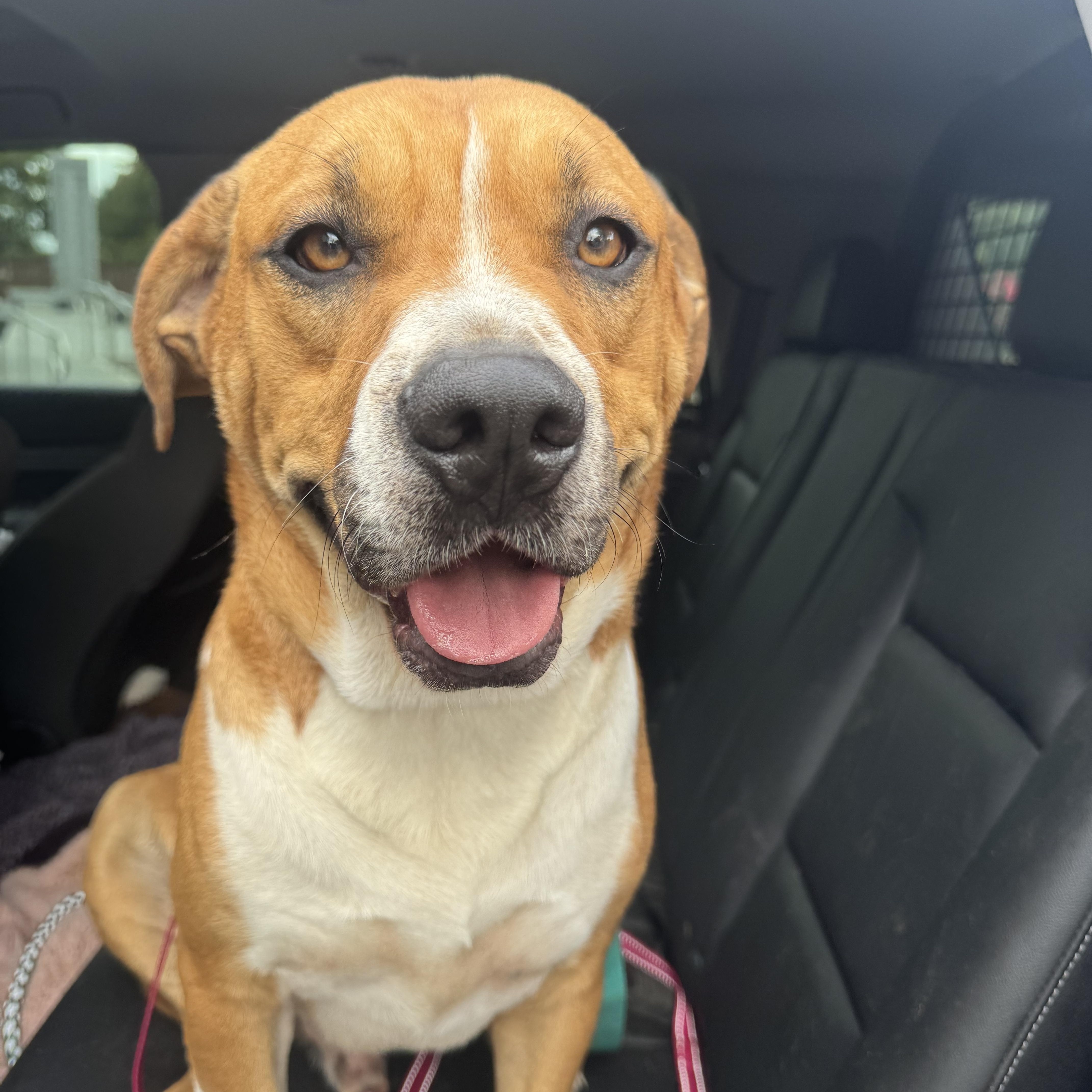 Enlarge Tommy, a Adoptable mixed breed in Charlotte, NC image 1/5