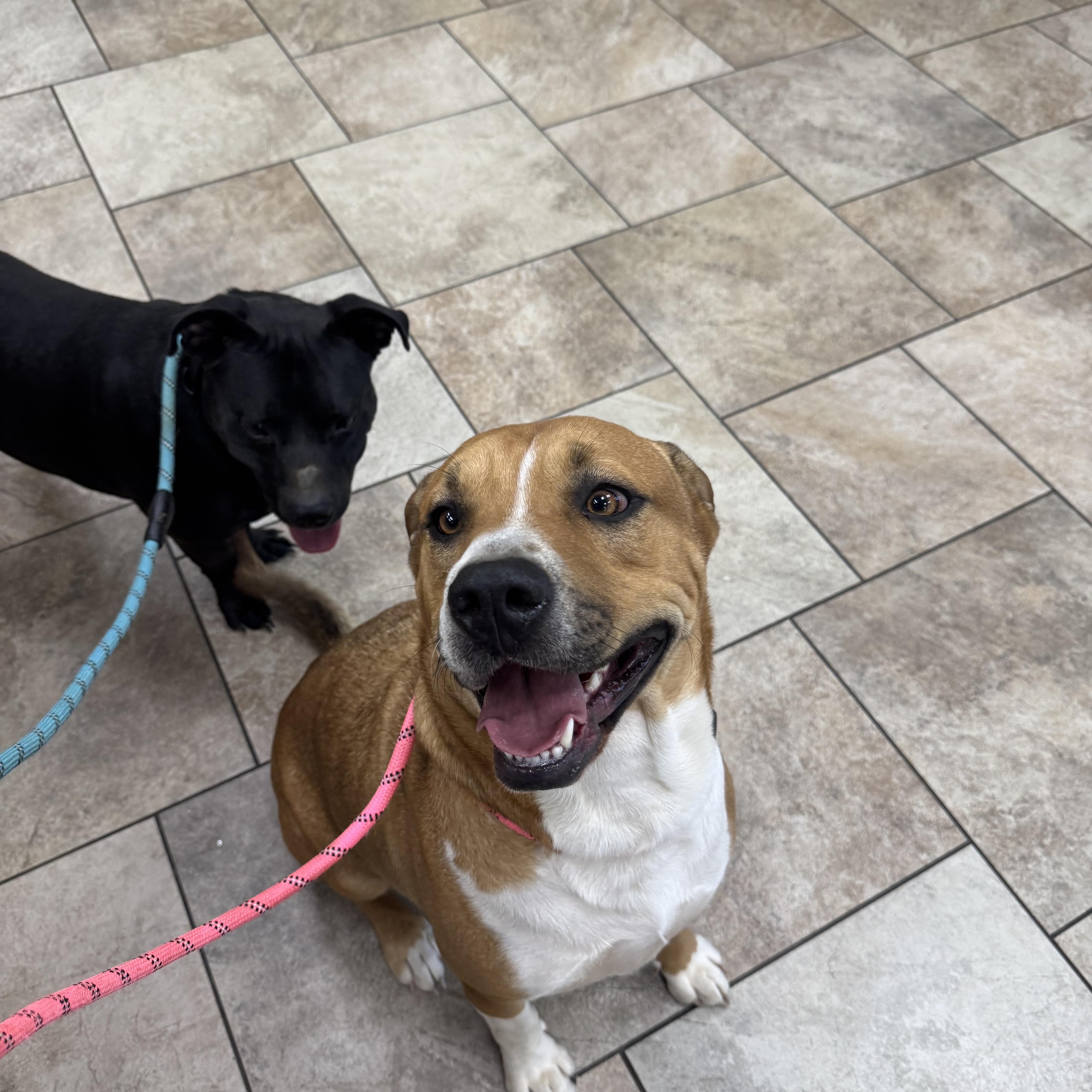 Enlarge Tommy, a Adoptable mixed breed in Charlotte, NC image 5/5