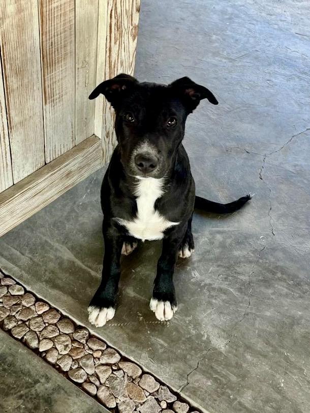 Enlarge Champ, a ADOPTABLE mixed breed in Austin, TX image 1/6