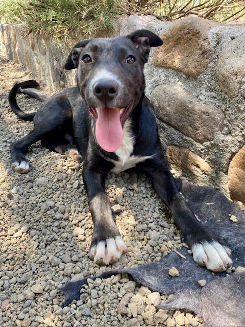 Enlarge Champ, a ADOPTABLE mixed breed in Austin, TX image 5/6