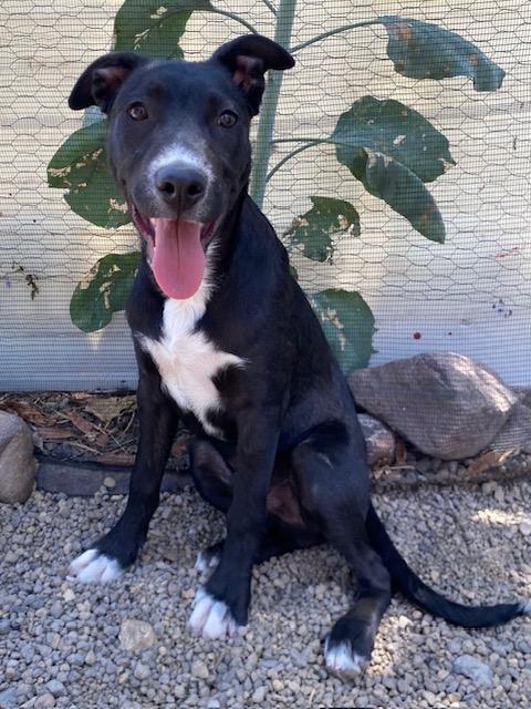 Enlarge Champ, a ADOPTABLE mixed breed in Austin, TX image 3/6