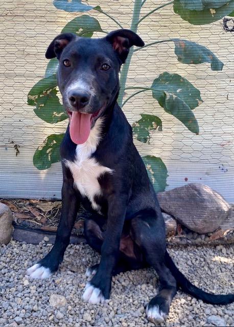 Enlarge Champ, a ADOPTABLE mixed breed in Austin, TX image 4/6