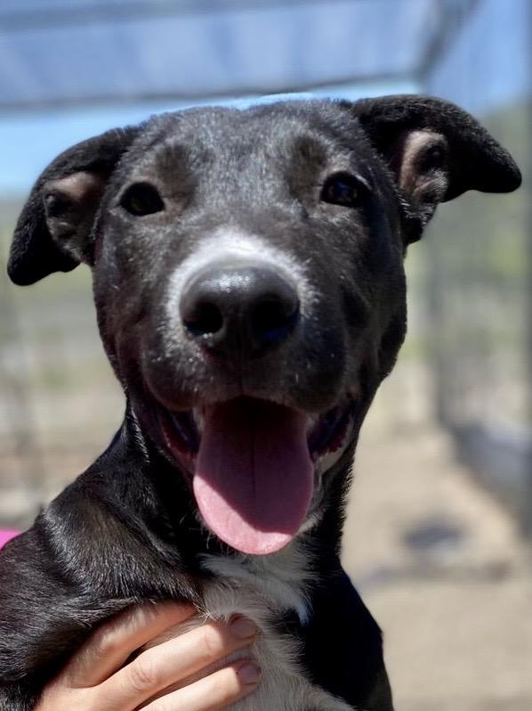 Enlarge Champ, a ADOPTABLE mixed breed in Austin, TX image 2/6