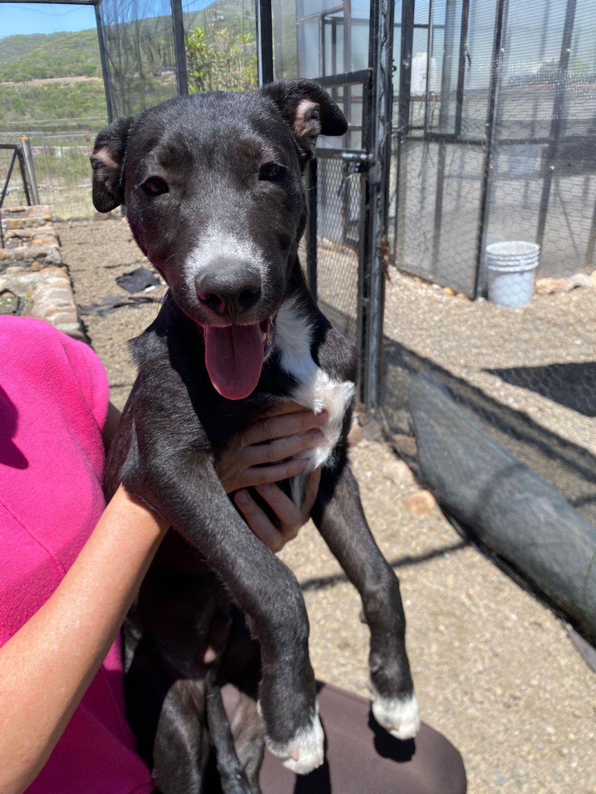 Enlarge Champ, a ADOPTABLE mixed breed in Austin, TX image 6/6