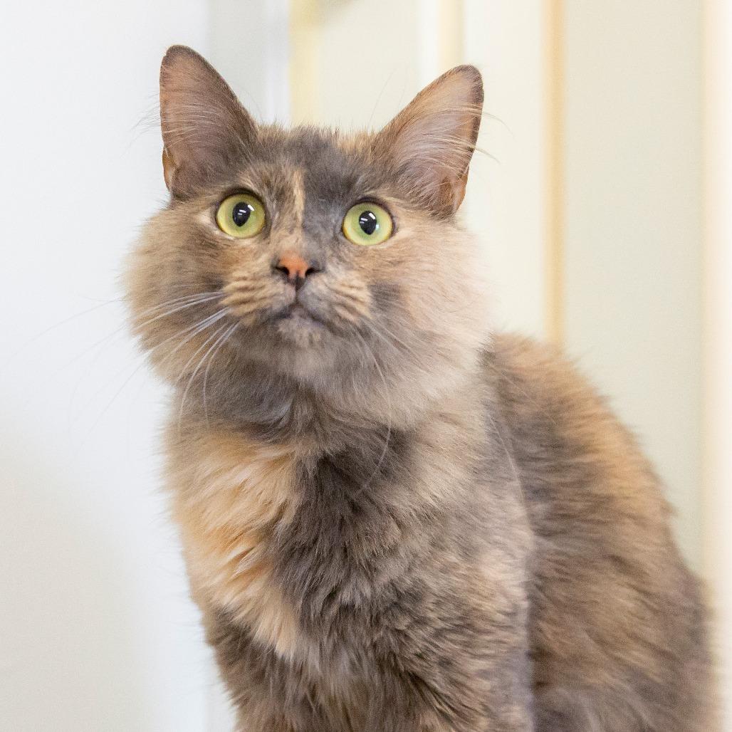 Enlarge Pandora, a Adoptable Domestic Medium Hair in Cartersville, GA image 1/4