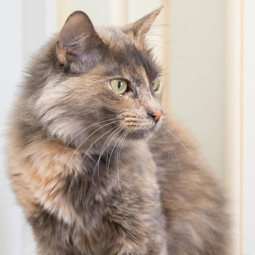 Enlarge Pandora, a Adoptable Domestic Medium Hair in Cartersville, GA image 2/4