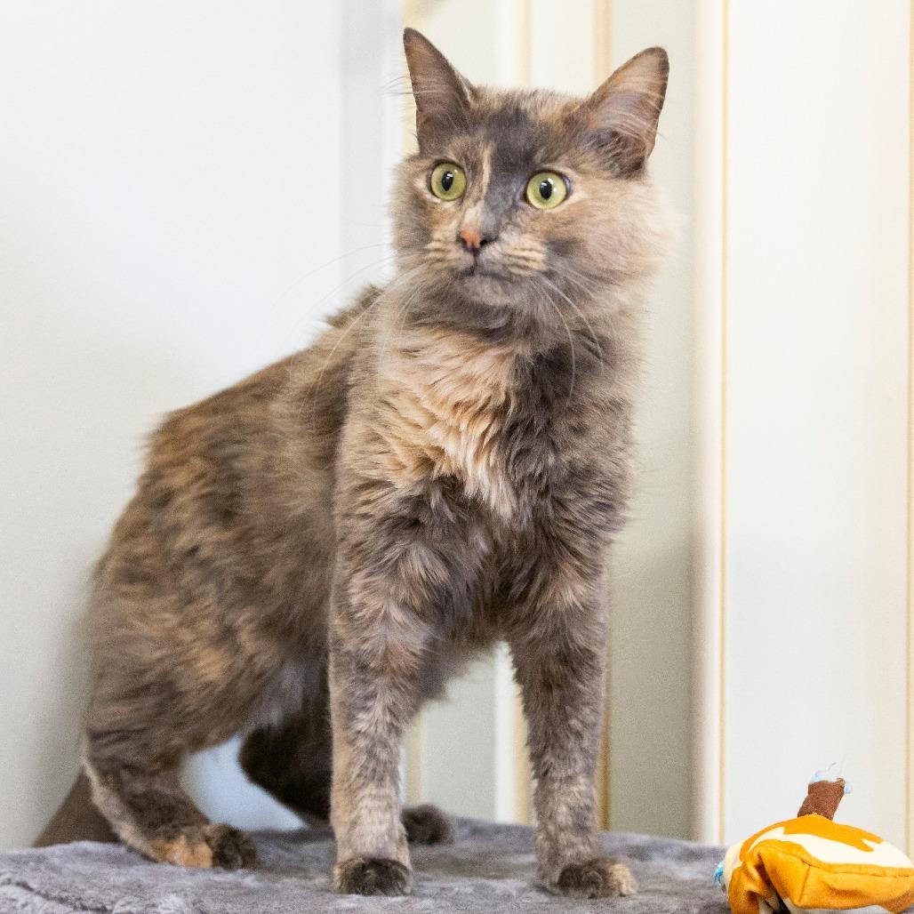 Enlarge Pandora, a Adoptable Domestic Medium Hair in Cartersville, GA image 3/4