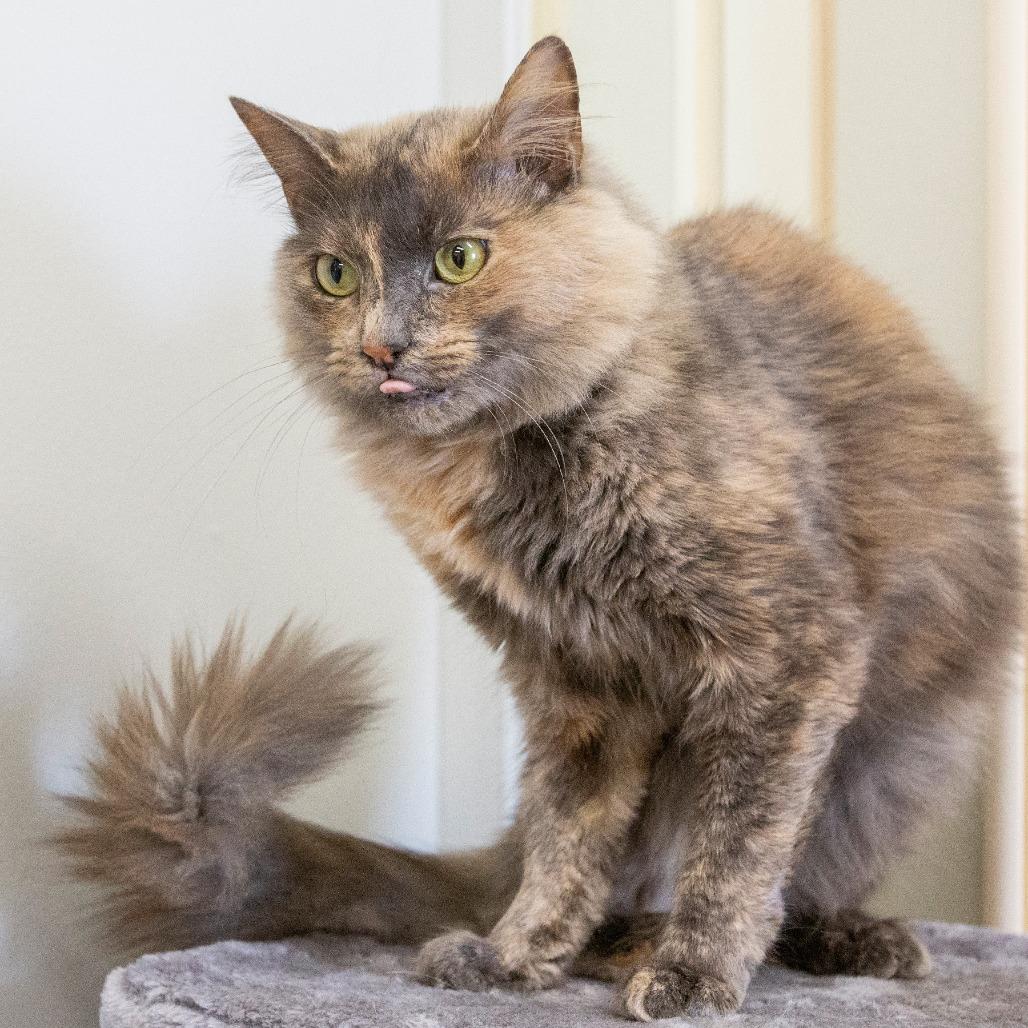 Enlarge Pandora, a Adoptable Domestic Medium Hair in Cartersville, GA image 4/4