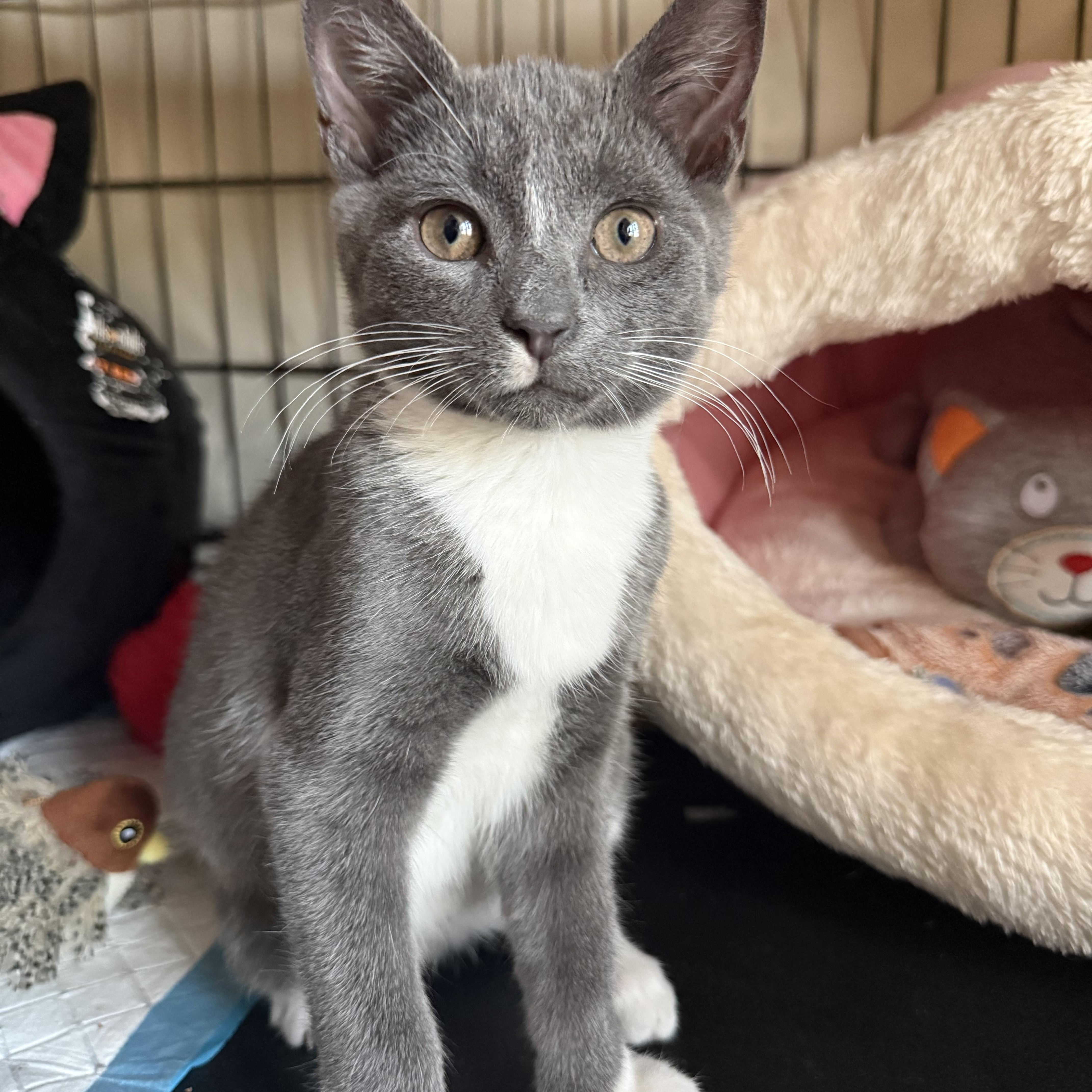 Enlarge Jitsu & Rolex, a Adoptable Domestic Short Hair in Brooklyn, NY image 3/5
