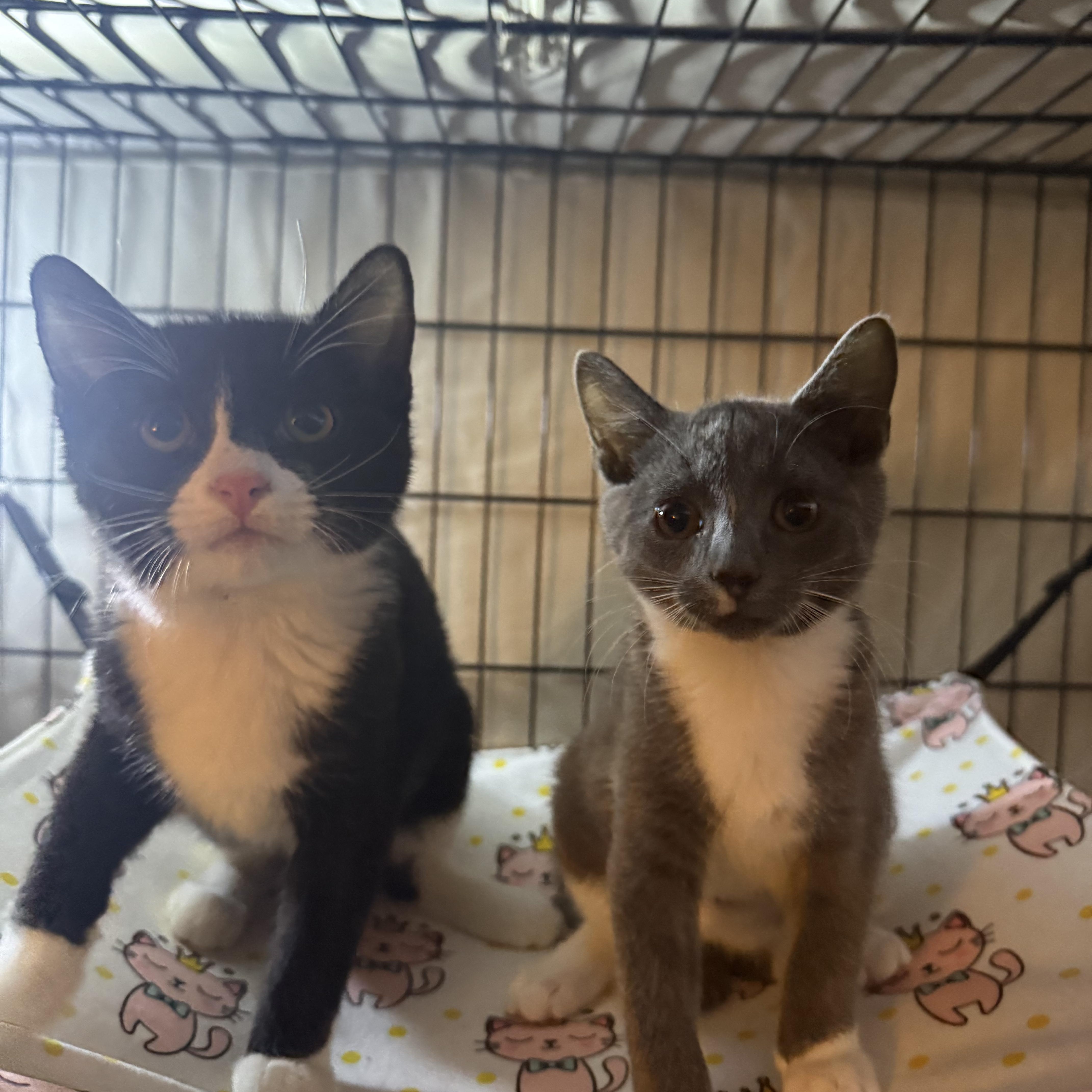 Enlarge Jitsu & Rolex, a Adoptable Domestic Short Hair in Brooklyn, NY image 4/5