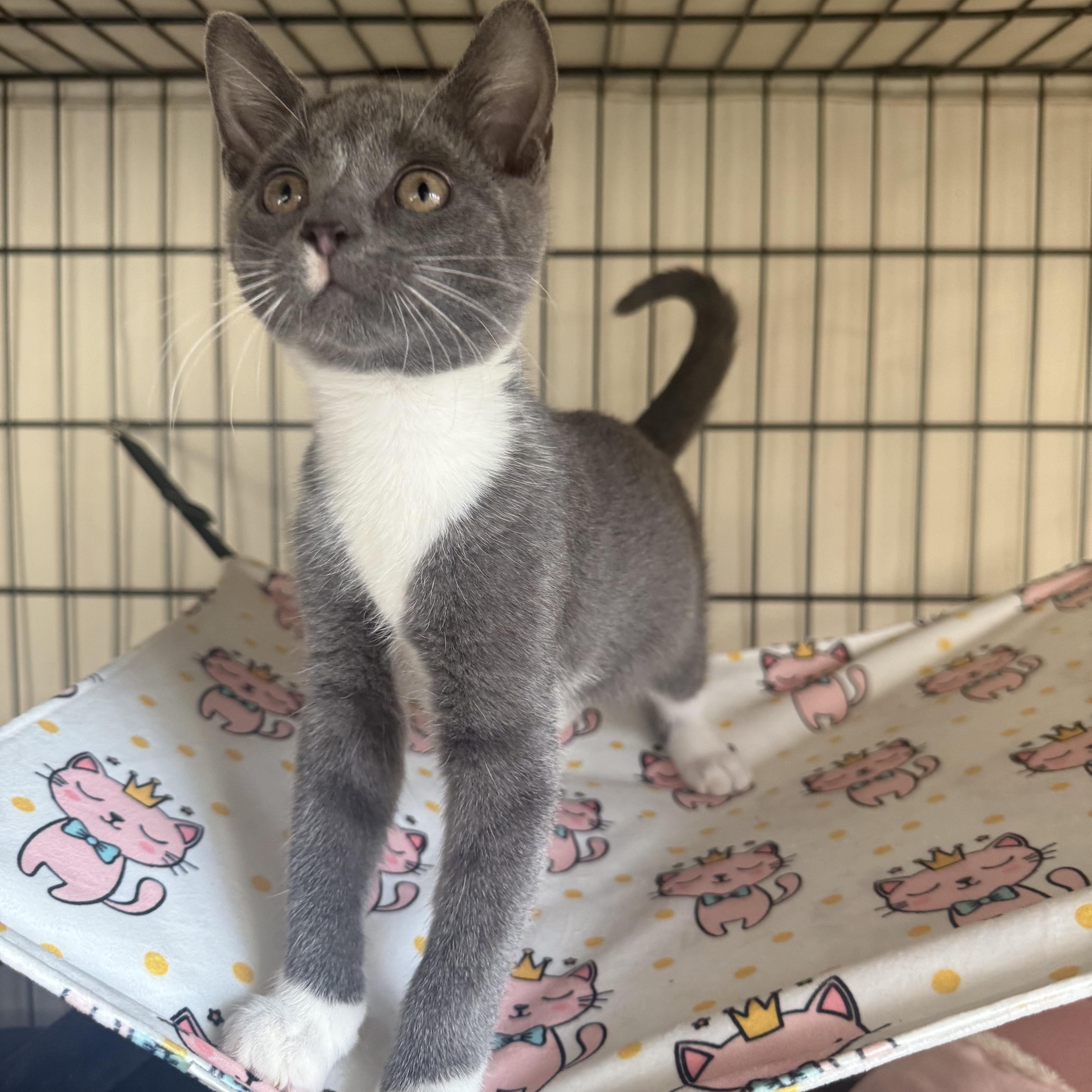 Jitsu & Rolex, Adoptable, Kitten Male Domestic Short Hair.