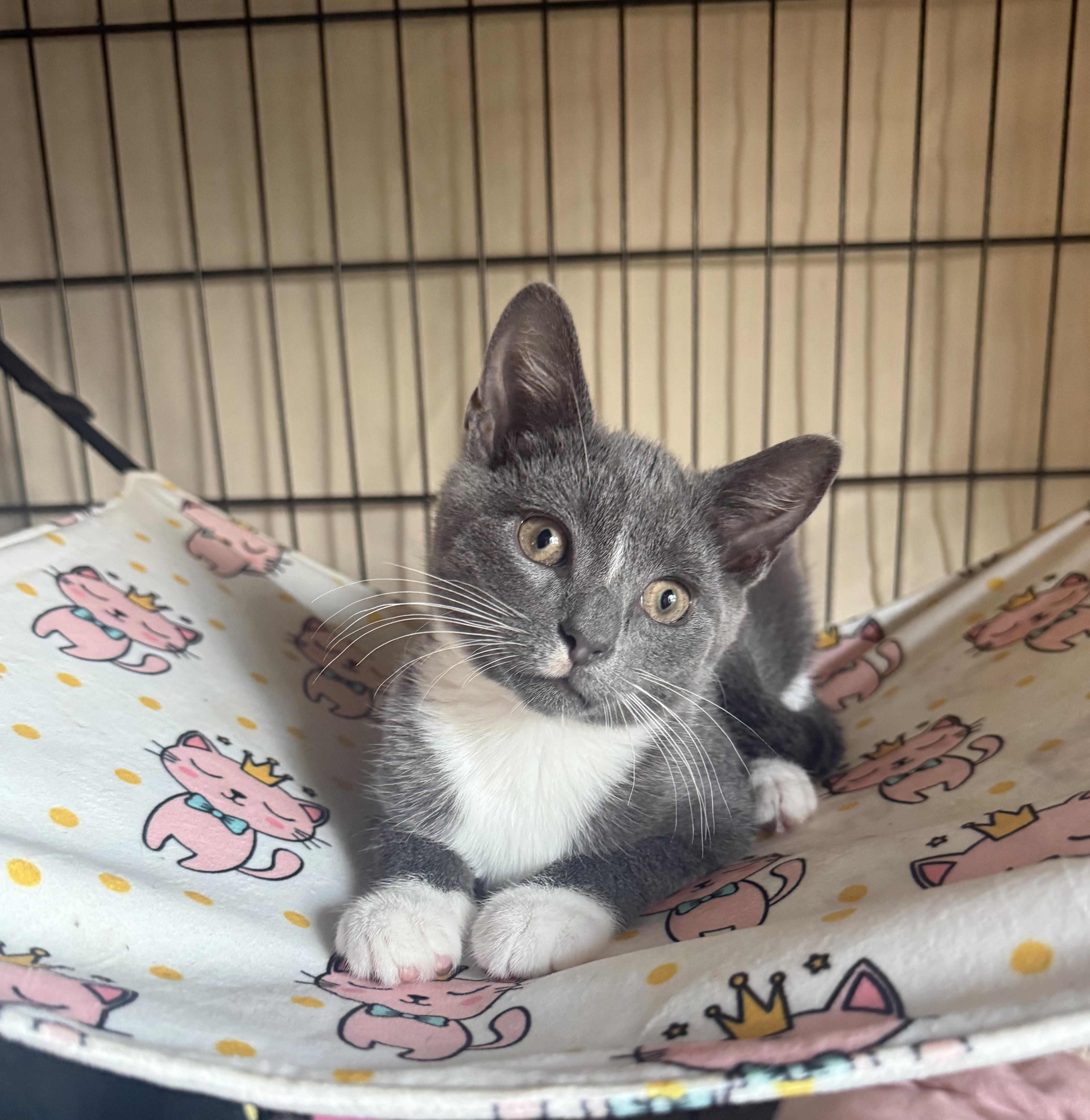 Enlarge Jitsu & Rolex, a Adoptable Domestic Short Hair in Brooklyn, NY image 2/5