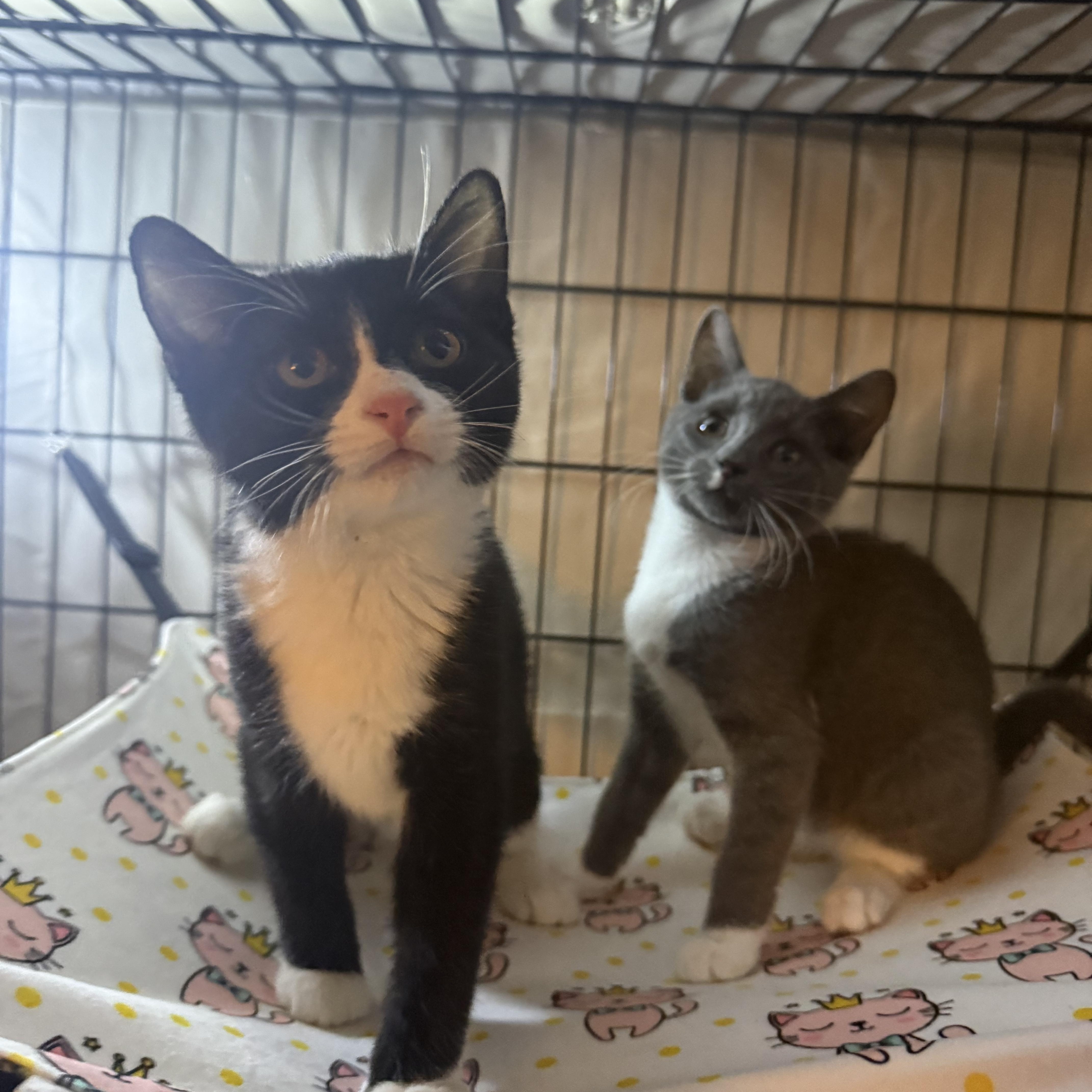 Enlarge Jitsu & Rolex, a Adoptable Domestic Short Hair in Brooklyn, NY image 5/5