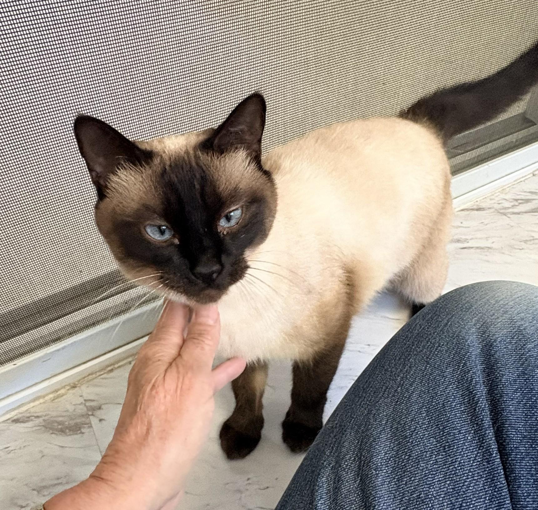 Ester 2, a Adoptable Siamese in Quincy, CA image 1/4