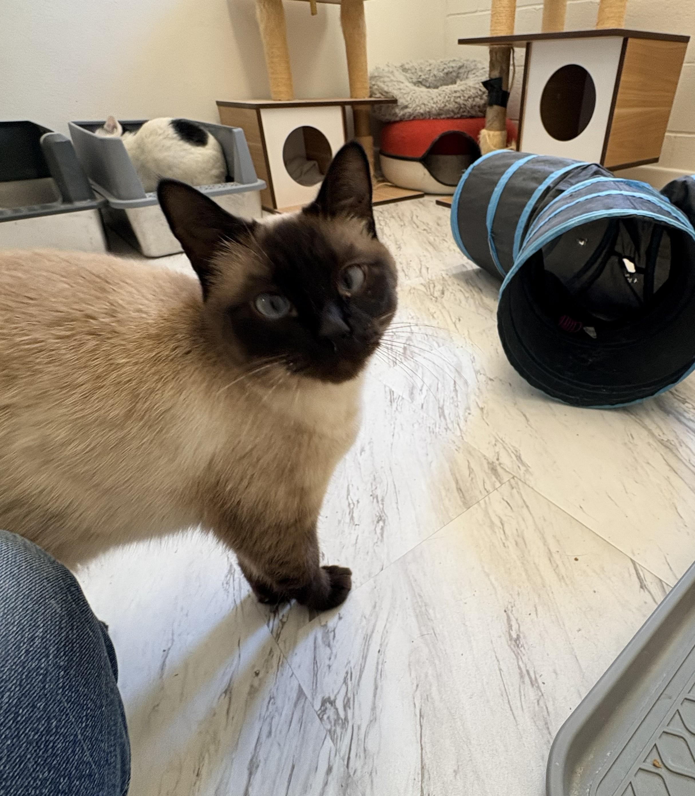 Ester 2, a Adoptable Siamese in Quincy, CA image 4/4