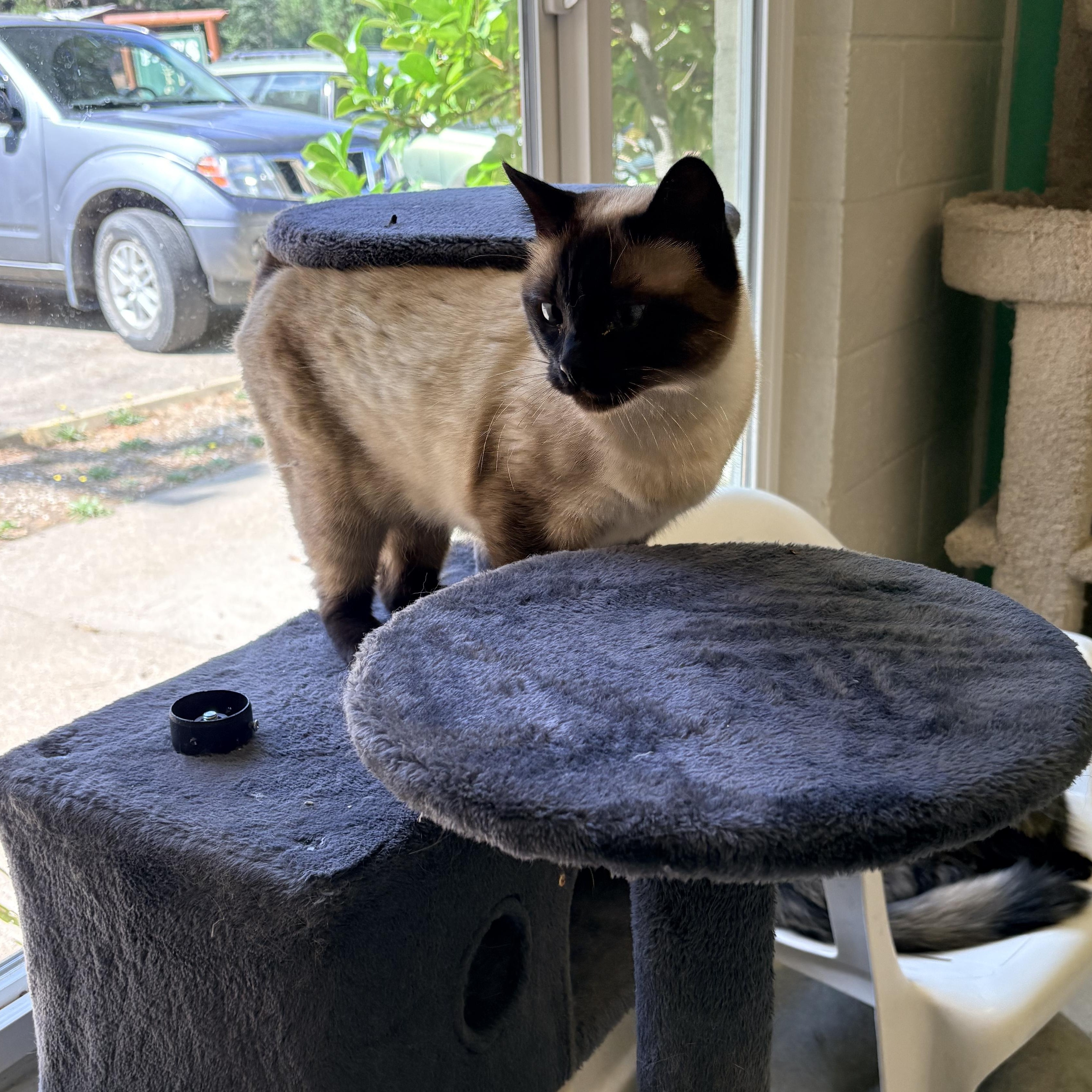 Ester 2, a Adoptable Siamese in Quincy, CA image 3/4