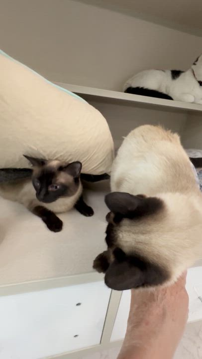Enlarge Ester 2, a Adoptable Siamese in Quincy, CA video 2/4