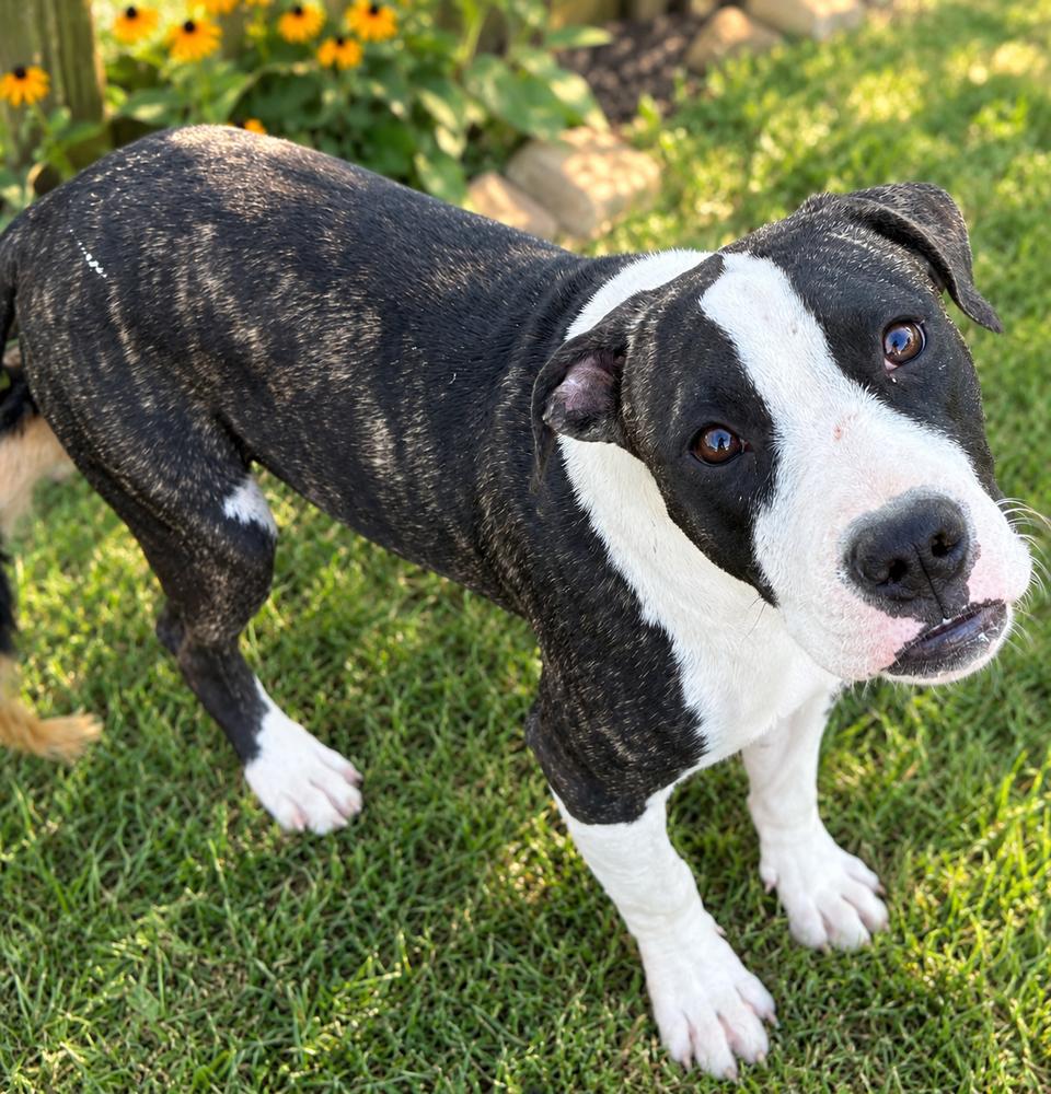 Enlarge Olive, a Adoptable mixed breed in Brownstown, IN image 2/2