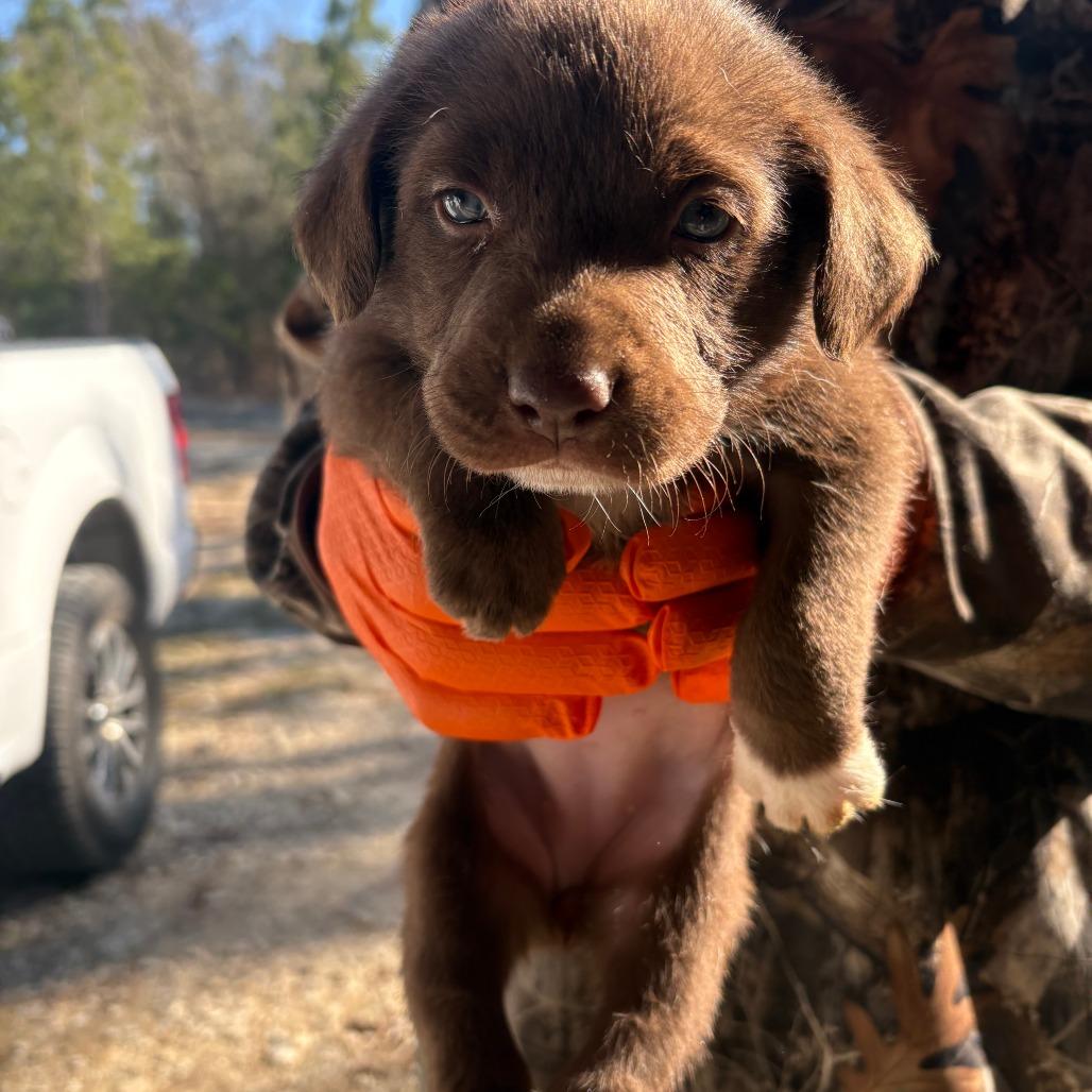 CLAX-Stray-67, Adoptable, Puppy Female Whippet.