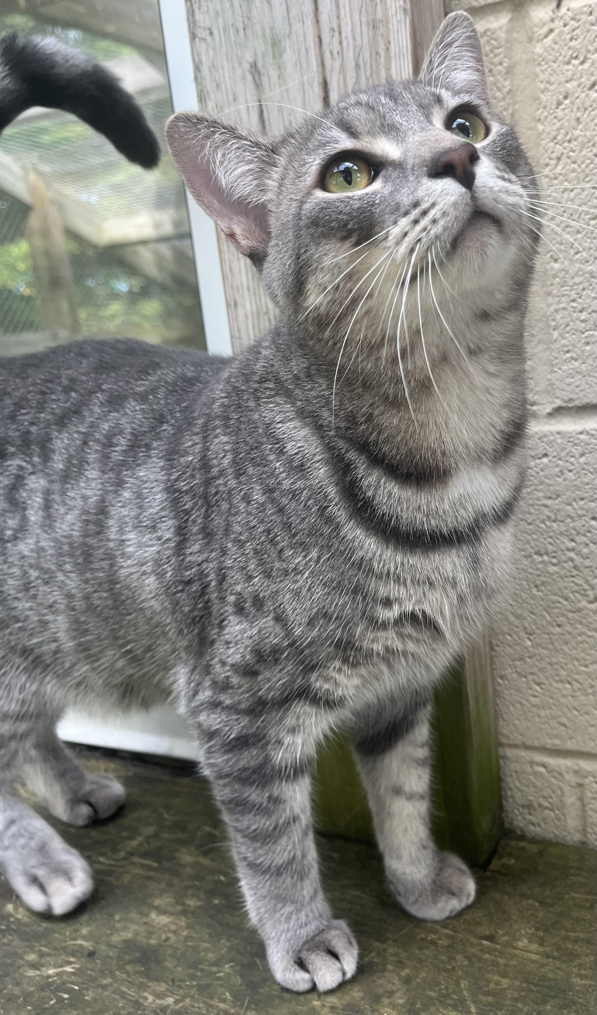 Enlarge Buddy, a Adoptable Domestic Short Hair in Boyne City, MI image 2/2
