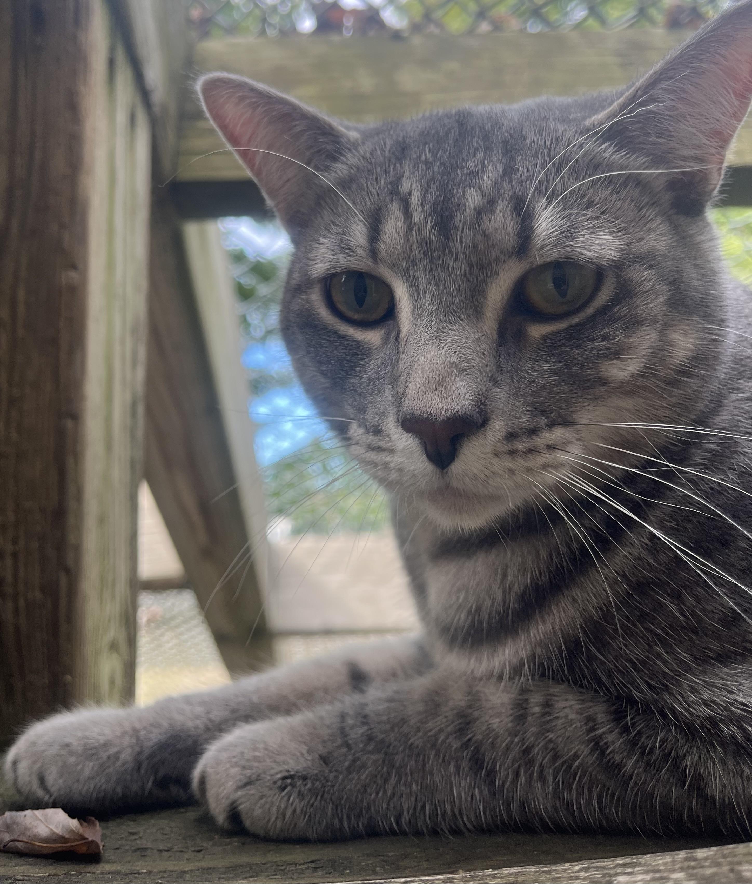 Buddy, Adoptable, Young Male Domestic Short Hair.