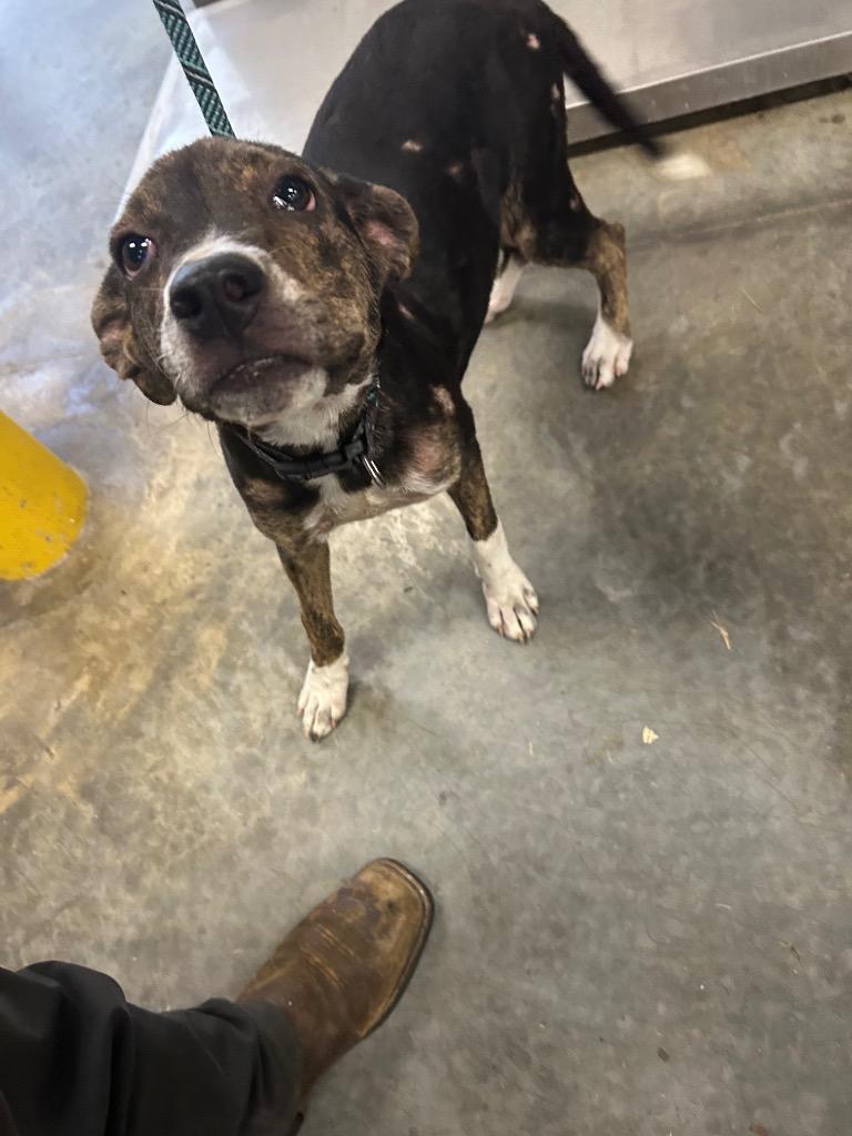 Enlarge Willow, a Adoptable mixed breed in Oxford, NC image 1/1