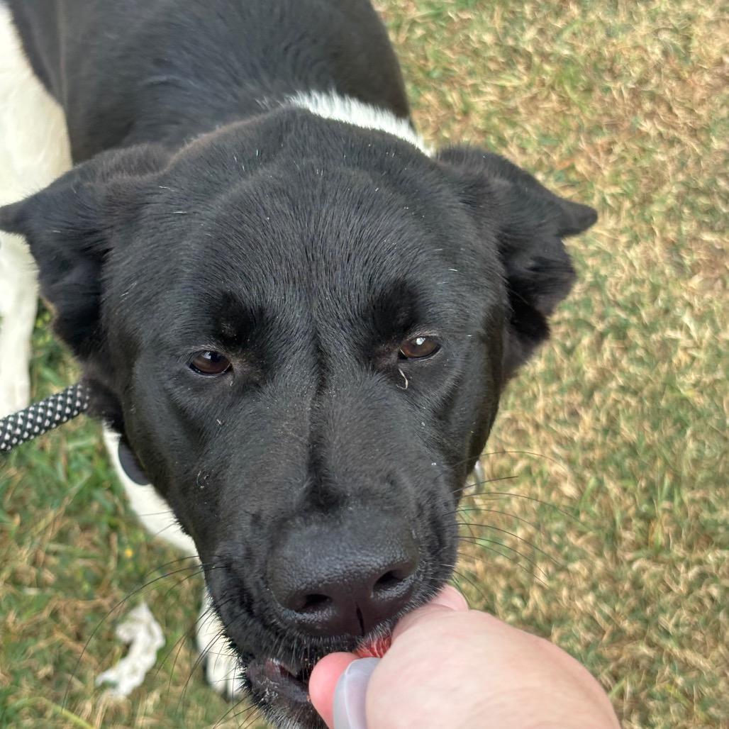 Hermione, Adoptable, Young Female Akita.