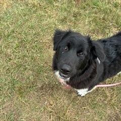 Enlarge Hermione, a Adoptable mixed breed in League City, TX image 2/5