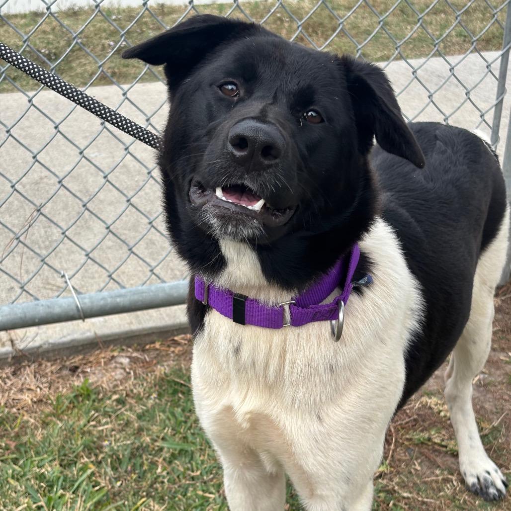 Enlarge Hermione, a Adoptable mixed breed in League City, TX image 4/5