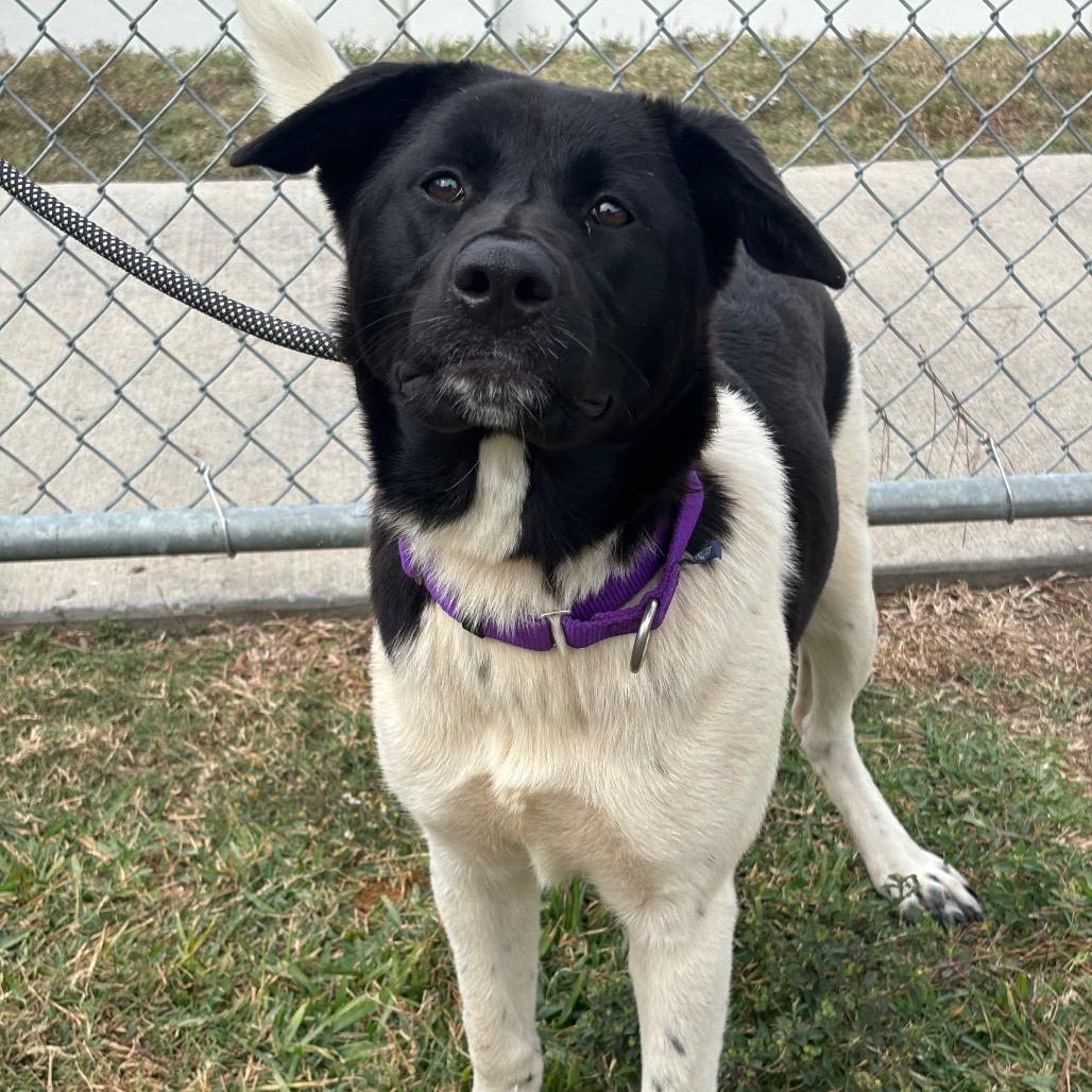 Enlarge Hermione, a Adoptable mixed breed in League City, TX image 5/5