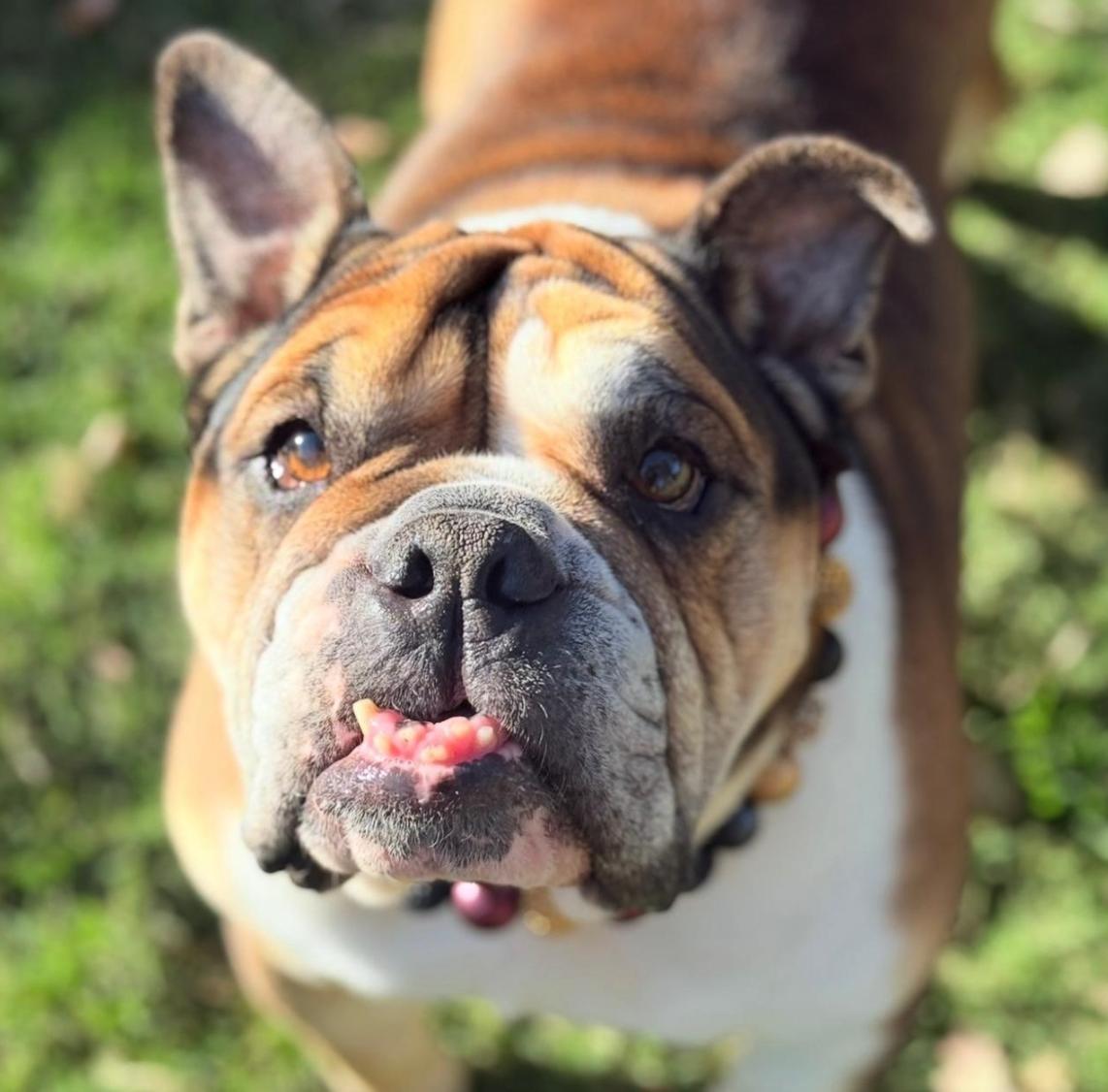 Espi, a ADOPTABLE English Bulldog in San Rafael, CA image 5/5