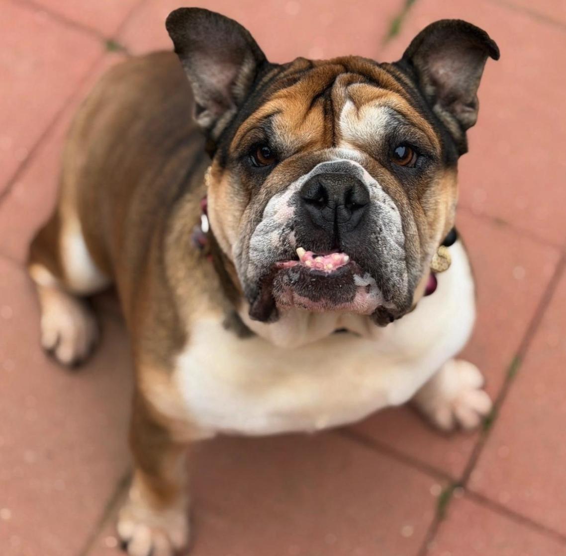 Espi, a ADOPTABLE English Bulldog in San Rafael, CA image 2/5