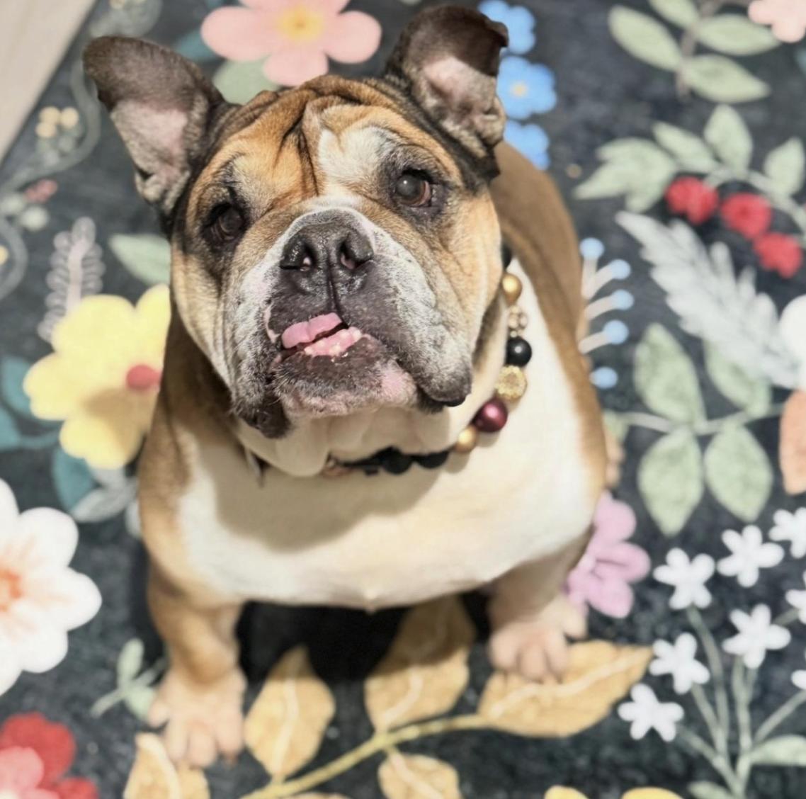 Espi, a ADOPTABLE English Bulldog in San Rafael, CA image 3/5