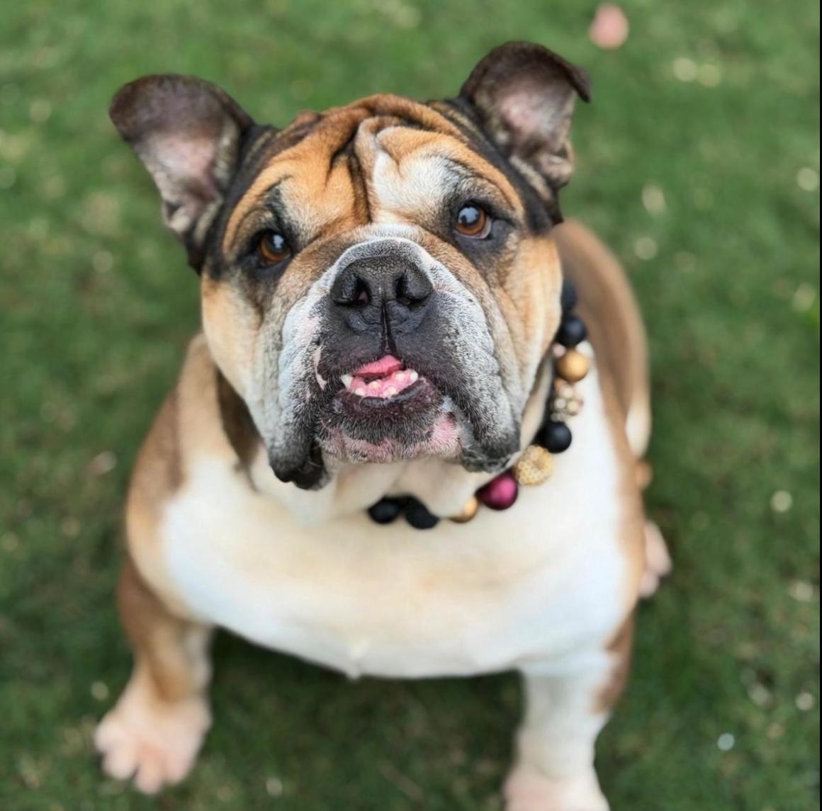 Espi, a ADOPTABLE English Bulldog in San Rafael, CA image 4/5