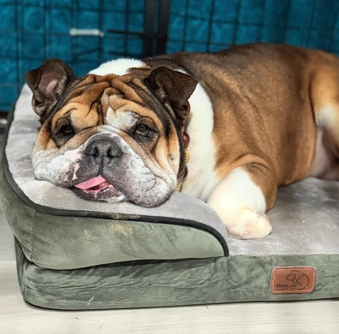 Espi, ADOPTABLE, Adult Female English Bulldog.