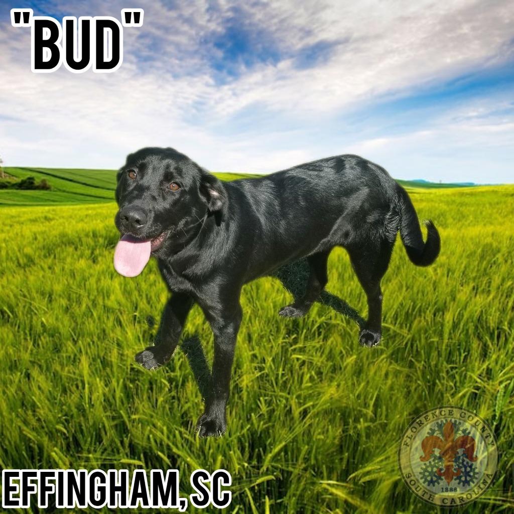 Bud, Adopted, Young Male Labrador Retriever.
