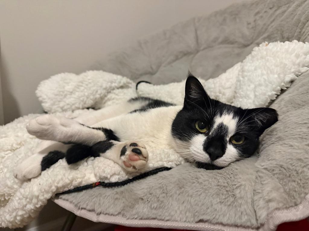 Panda, Adoptable, Young Female Domestic Short Hair.