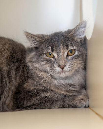 Enlarge Corra, a Adoptable Domestic Short Hair in Pequot Lakes, MN image 2/2