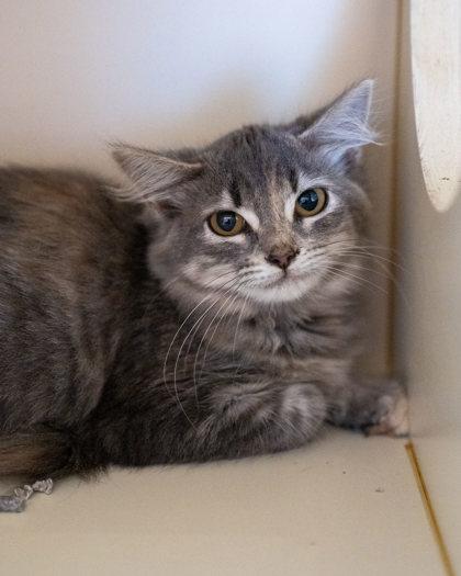 Corra, a Adoptable Domestic Short Hair in Pequot Lakes, MN image 2/2