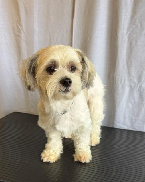 A5766146, Adoptable, Young Male Shih Tzu & Mixed Breed.